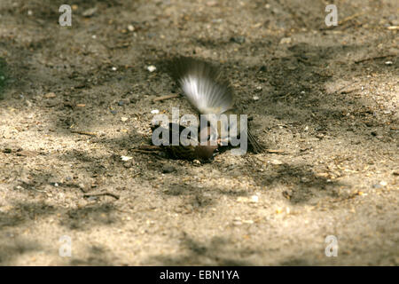 Canard souchet (passer montanus), deux bruants, lutte contre l'Allemagne Banque D'Images