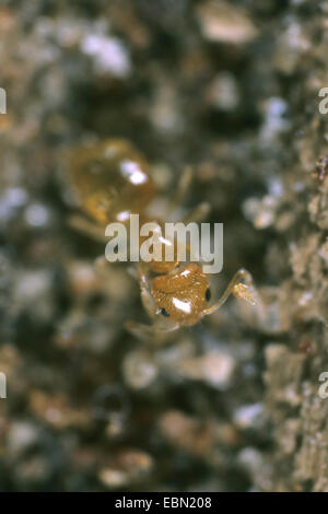 Fourmi pharaon, Pharaon, little red ant ant (Monomorium pharaonis), travailleur Banque D'Images