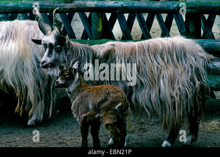 Girgentana (Capra hircus, Capra aegagrus f. hircus), des profils avec kid goat Banque D'Images