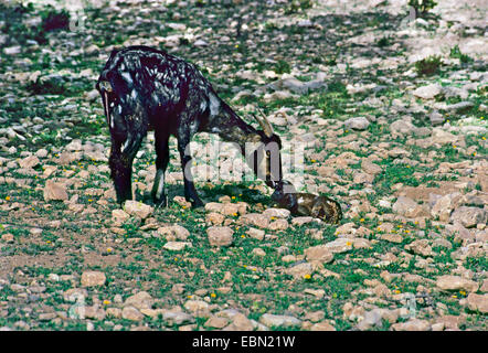 La chèvre domestique (Capra hircus, Capra aegagrus f. hircus), Femme avec nouveau-goatling Banque D'Images