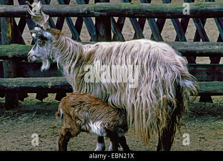 Girgentana (Capra hircus, Capra aegagrus f. hircus), les femmes en soins infirmiers goatling Banque D'Images