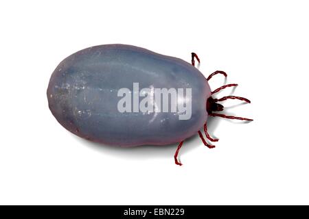 Ricin européenne Tique, Tique moutons européens (Ixodes ricinus), gorgées de sang Banque D'Images