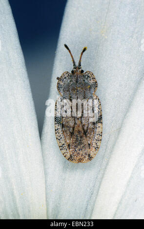 Petit bug (Tingis amplicata), sur un pétale Banque D'Images