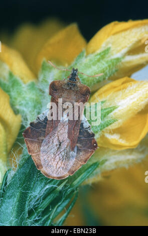 Vrai bug (Phymata crassipes), sur une fleur jaune Banque D'Images