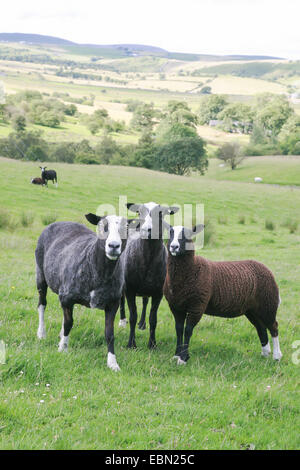 Trois moutons dans la campagne Banque D'Images
