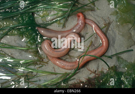 Blanc commun (synapta Leptosynapta inhaerens), sur la mer Banque D'Images