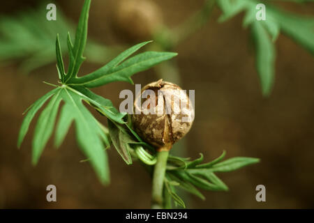 Usine de coraux, pourghère (Jatropha multifida), de fruits Banque D'Images