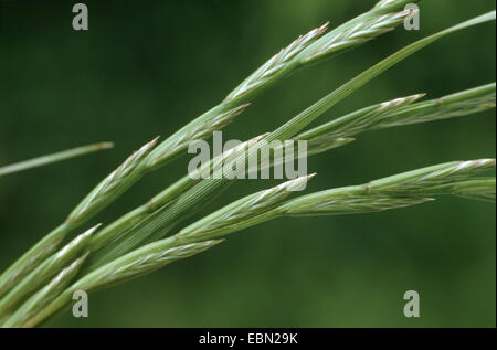 Darnel commun commun, ray ray, vivace, ray-grass vivace (Lolium perenne), Allemagne, épillets Banque D'Images