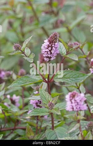 La menthe poivrée, menthe-hybride (Mentha x piperita, Mentha piperita, M. aquatica x M. spicata), inflorescences Banque D'Images