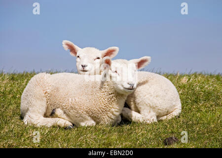 Le mouton domestique (Ovis ammon aries. f), deux agneaux, Allemagne, Schleswig-Holstein, Eiderstedt, Büsum Banque D'Images