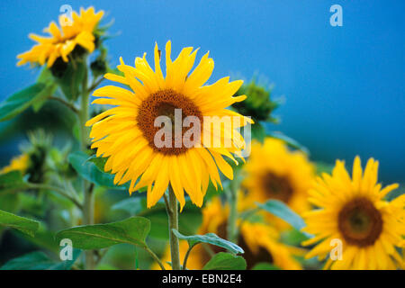 Politique du tournesol (Helianthus annuus), champ de tournesols, Allemagne Banque D'Images