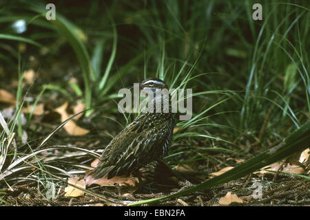 Buff-banded rail (Gallirallus philippensis), assis sur le sol, une à l'arrière Banque D'Images