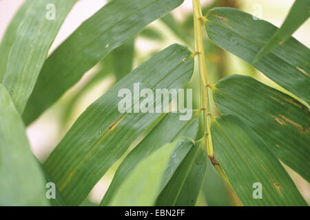 Golden Vivax Bambou, bambou vigoureux (Phyllostachys vivax aureocaulis. f, Phyllostachys vivax 'Aureocaulis Phyllostachys vivax Aureocaulis,'), les feuilles Banque D'Images