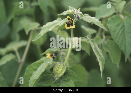 Au rez-de-péruvienne de groseille, cherry (Physalis peruviana), berry-au sol péruvien en fleurs Banque D'Images