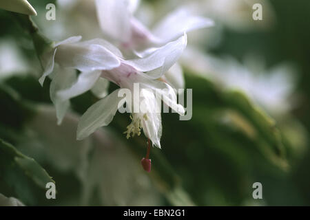 Cactus de Noël (Schlumbergera 'Wintermaerchen', Schlumbergera Wintermaerchen), le cultivar Wintermaerchen Banque D'Images