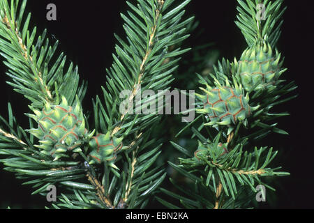 Puceron de l'épinette de sitka jaune (Sacchiphantes abietis, Adelges abietis, Chermes abietis), les galles de Spruce, Allemagne Banque D'Images