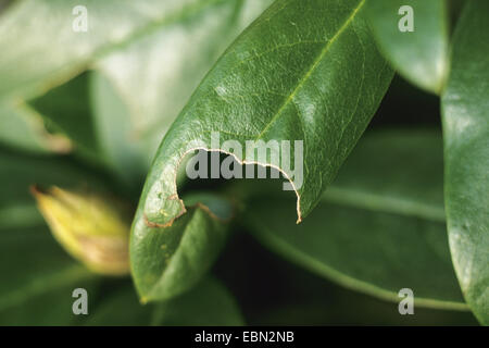 Charançon du ciné, le charançon noir de la vigne, vigne (Otiorhynchus sulcatus, Brachyrhinus sulcatus), dommages à Prunus laurocerasus Banque D'Images