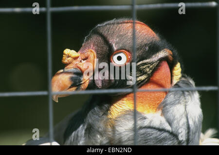 Vautour pape (Sarcorhamphus papa), portrait derrière les barreaux Banque D'Images