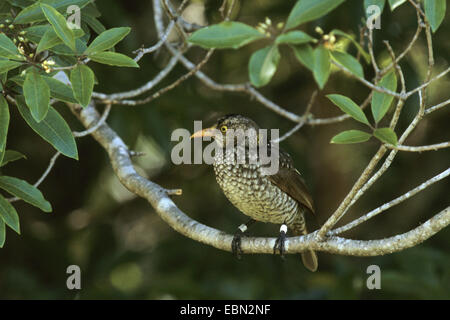 Regent (oiseau Sericulus chrysocephalus), femelle baguée Banque D'Images