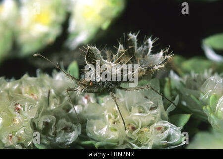 Oeufs d'insecte (Phyllomorpha laciniata), le périonyxis spec. Banque D'Images