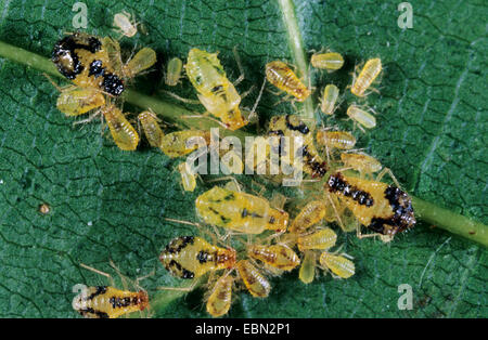 Et les pucerons (Aphidoidea greenflies etc.), les pucerons sur feuille d'amaple, Acer pseudoplatanus, Allemagne Banque D'Images