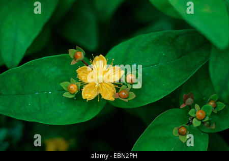 Tutsan (Hypericum androsaemum), blooming Banque D'Images