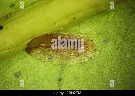 (Cochenille Coccoidea), cochenille dans une usine Banque D'Images