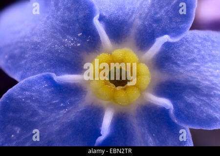 Forget-me-not (Myosotis spec.), fleur d'un forget-me-not Banque D'Images