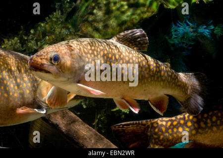 L'omble de fontaine, l'omble de fontaine, l'omble de fontaine (Salvelinus fontinalis), natation Banque D'Images