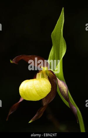 Lady's Slipper orchid (Cypripedium calceolus), seule l'Allemagne, l'oranger, Bade-Wurtemberg, Jura Souabe Banque D'Images