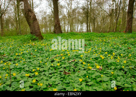 Lesser celandine, fig-root-tasse de beurre (Ranunculus ficaria, Ficaria verna), sols forestiers au printemps, Pays-Bas Banque D'Images