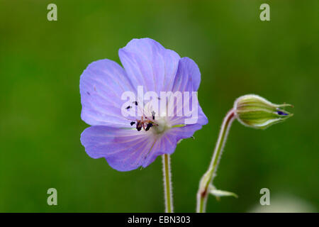 Géranium sanguin (Geranium pratense meadow), oranger, Allemagne Banque D'Images