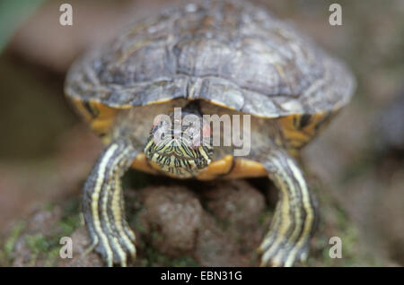 La tortue à oreilles rouges, (Pseudemys scripta elegans, Trachemys scripta elegans, Chrysemys scripta elegans), portrait Banque D'Images