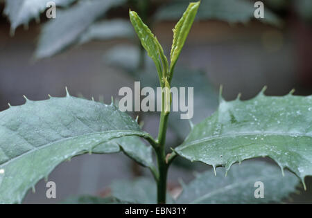 Le yerba maté, thé du Paraguay (Ilex paraguariensis, Ilex paraguayensis), young plant Banque D'Images