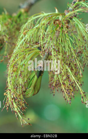 Frêne commun, frêne (Fraxinus excelsior), les fleurs femelles, Allemagne Banque D'Images