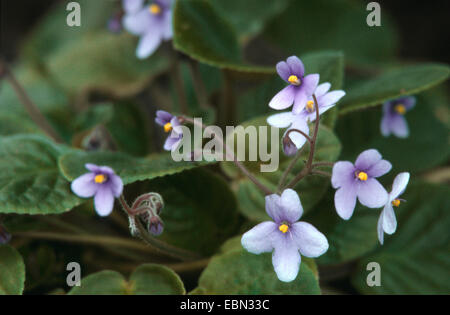 La violette africaine (Saintpaulia ionantha Saintpaulia, rupicola ssp. rupicola), blooming Banque D'Images