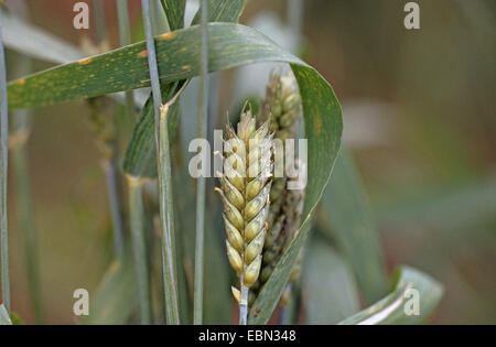 Club le blé, le blé (Triticum aestivum ssp. compactum, Triticum compactum (unbegrannt)), Spike Banque D'Images