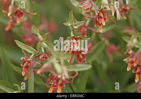 Réexamen et orchidée flux (Epipactis gigantea), blooming Banque D'Images