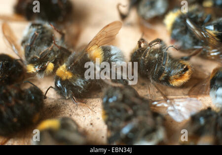 De bourdons (Bombus spec.), la mort de bourdons Banque D'Images