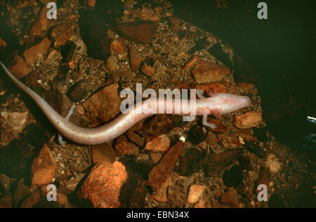 Olm (européenne) salamandre aveugle (Proteus anguinus), sur le sol d'une grotte étang Banque D'Images