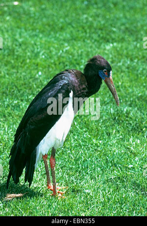 D'Abdim (Ciconia abdimii cigogne, Sphenorhynchus abdimii), se dresse dans un pré Banque D'Images