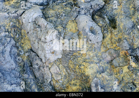 Calcaire à crinoïdes et les coraux Banque D'Images