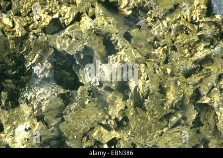 Chalcopyrite Banque D'Images