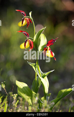 Lady's Slipper orchid (Cypripedium calceolus), plante en fleurs, l'Allemagne, la Bavière Banque D'Images