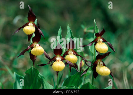 Lady's Slipper orchid (Cypripedium calceolus), de plantes fleuries, Allemagne Banque D'Images