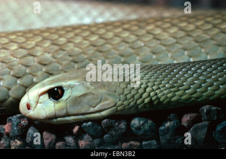 Taipan (Oxyuranus scutellatus, Oxyuranus scutulatus), portrait Banque D'Images