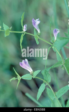 Scutellaire commune, marsh calotte, calotte, scutellaire (Scutellaria galericulata à capuchon), blooming, Allemagne Banque D'Images