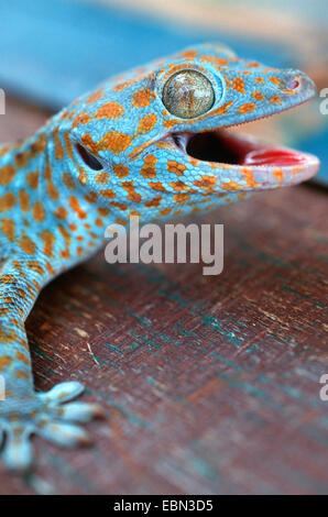 Gecko tokay, tokee (Gekko gecko, Gecko gecko), portrait d'un animal bleu et brun assis sur un sol en bois de la même couleur Banque D'Images