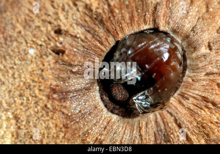 En gall wasp, en culot/chêne l'écrou (Andricus kollari), adulte à un chêne, Quercus robur, Allemagne Banque D'Images