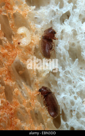 Drugstore beetle, drug store, charançon du pin, biscuit pain ponderosa Stegobium paniceum (coléoptère), et la larve en produites Banque D'Images